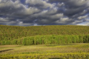 Michigan Hollow